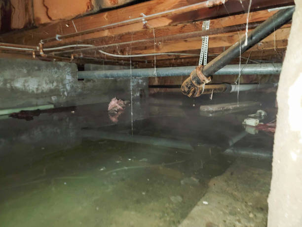 Best Mold removal after water damage  in Mauldin, SC